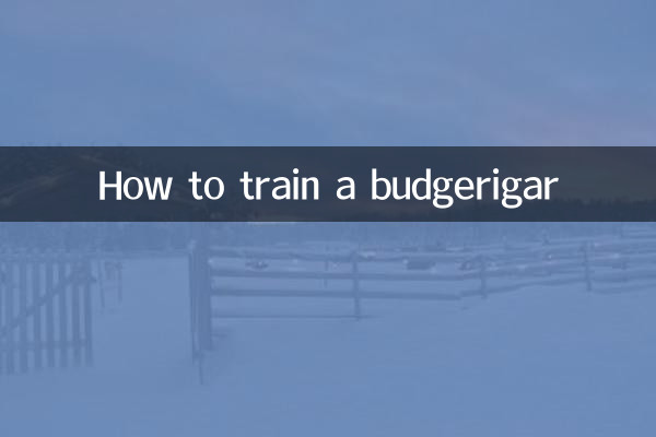 How to train a budgerigar