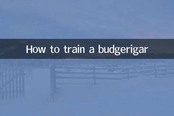 How to train a budgerigar