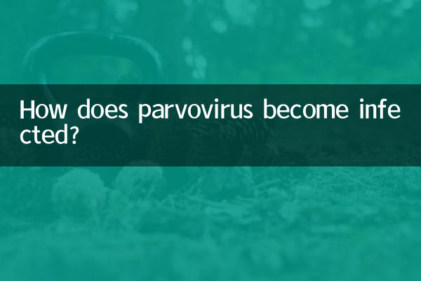 How does parvovirus become infected?