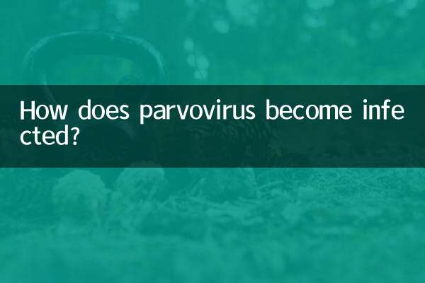How does parvovirus become infected?
