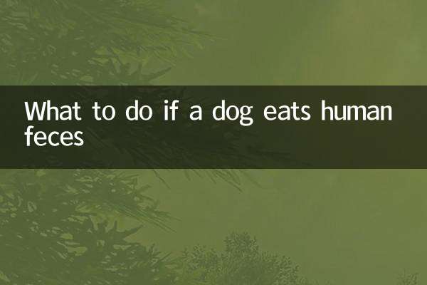 Qué hacer si un perro come heces humanas