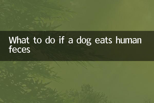 狗吃了人屎怎麼辦