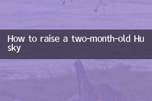 How to raise a two-month-old Husky