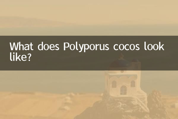 豬苓是什麼樣的