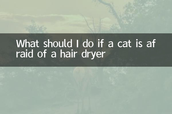 What should I do if a cat is afraid of a hair dryer
