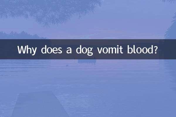 Why does a dog vomit blood?