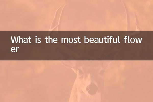 What is the most beautiful flower