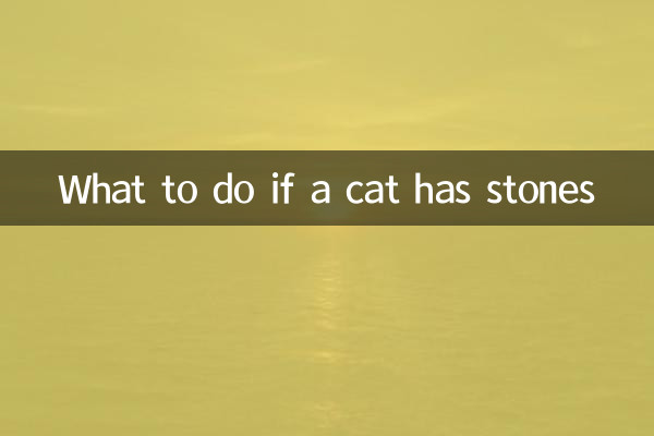 What to do if a cat has stones