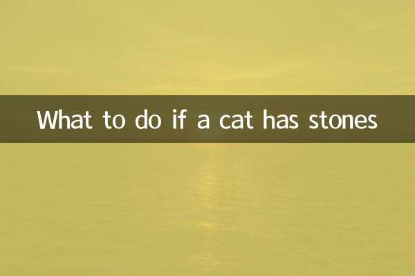 What to do if a cat has stones