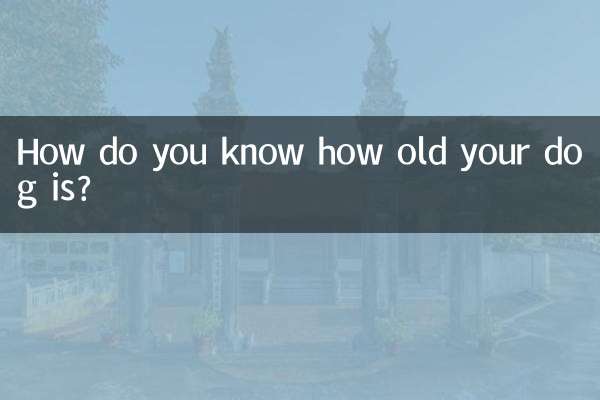 Как узнать, сколько лет вашей собаке?
