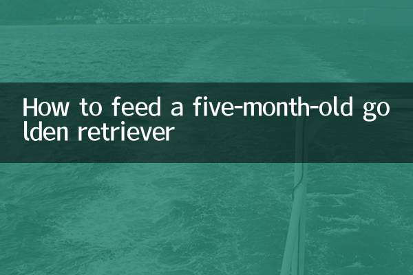 5개월 된 골든 리트리버에게 먹이를 주는 방법