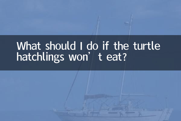 孵化したカメが餌を食べない場合はどうすればよいですか?
