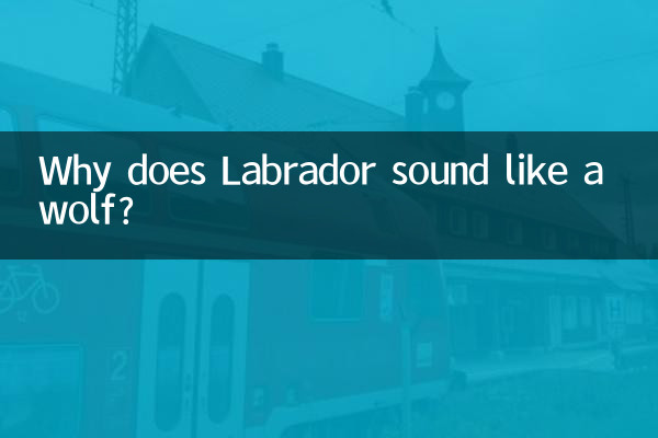 چرا صدای لابرادور شبیه گرگ است؟