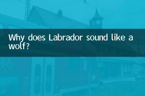 Pourquoi le Labrador ressemble-t-il à un loup ?