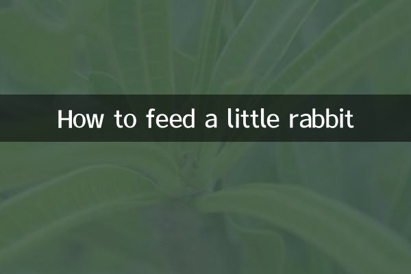 Cómo alimentar a un conejito