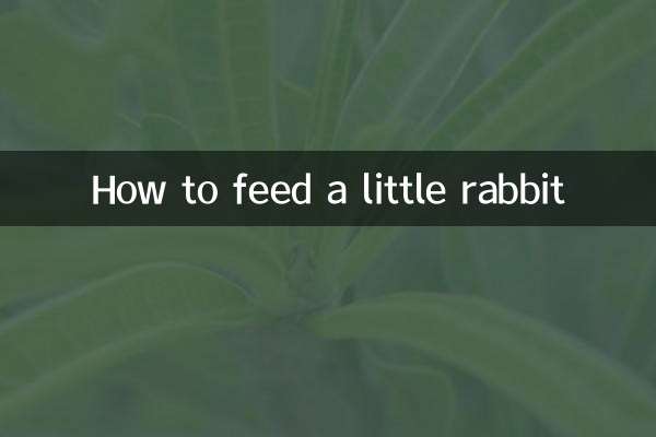 Wie man ein kleines Kaninchen füttert