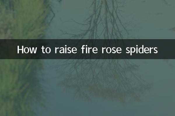 How to raise fire rose spiders