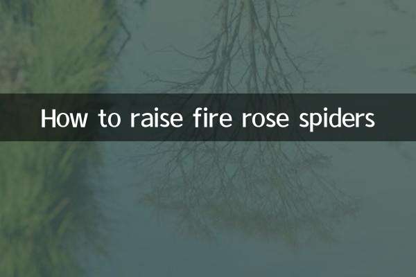 How to raise fire rose spiders