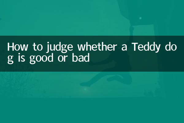 泰迪犬怎麼看好壞