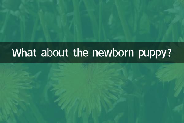 ماذا عن الجرو حديث الولادة؟