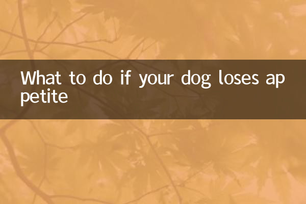 Qué hacer si tu perro pierde apetito