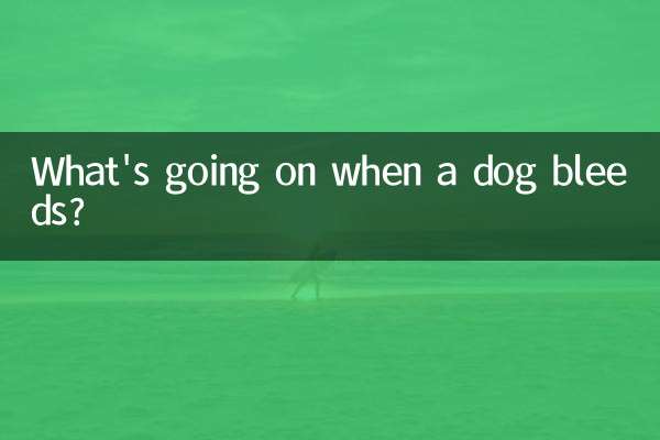 Was passiert, wenn ein Hund blutet?