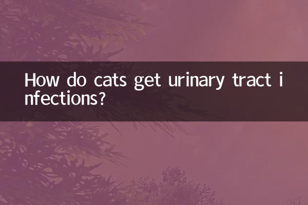 How do cats get urinary tract infections?