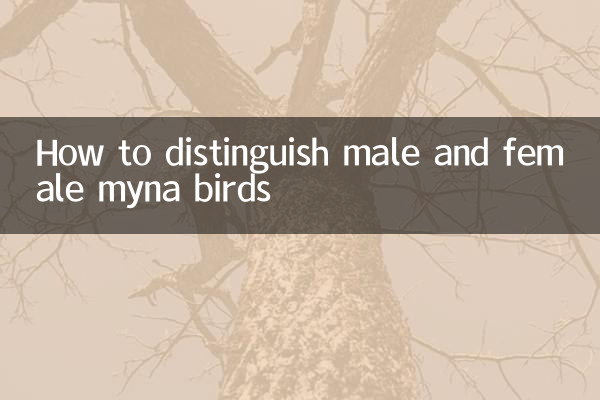 九官鳥のオスとメスの見分け方