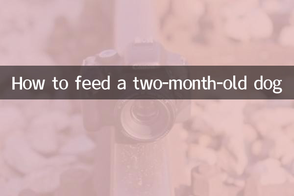 دو ماہ کے کتے کو کیسے کھانا کھلانا ہے