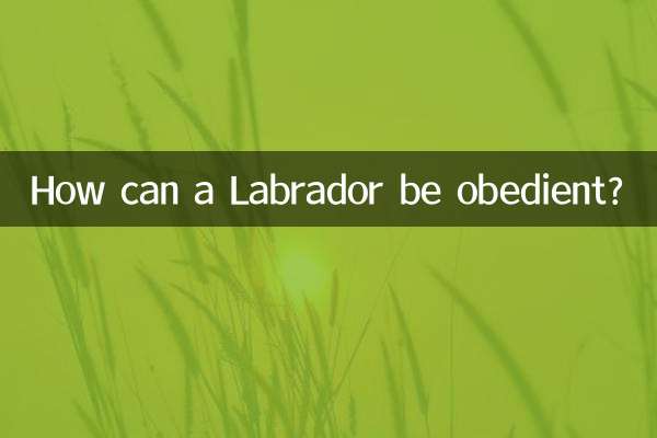 ¿Cómo puede ser obediente un labrador?