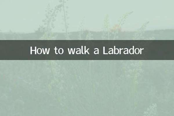 How to walk a Labrador
