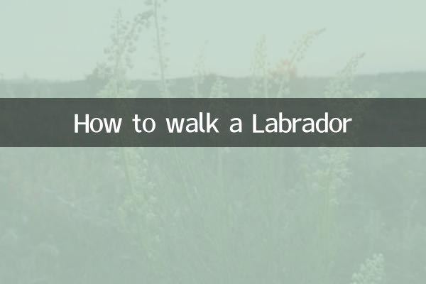 How to walk a Labrador
