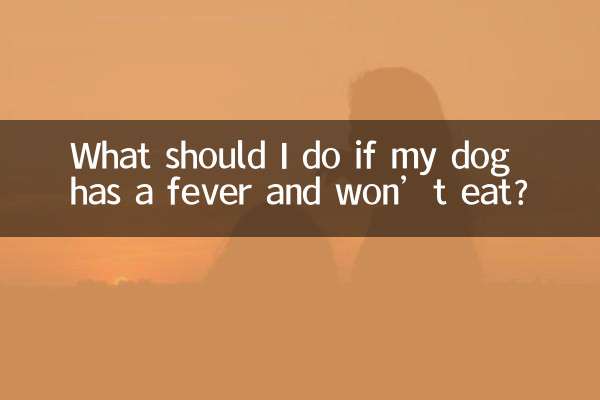 강아지가 열이 나고 밥을 먹지 않는다면 어떻게 해야 하나요?