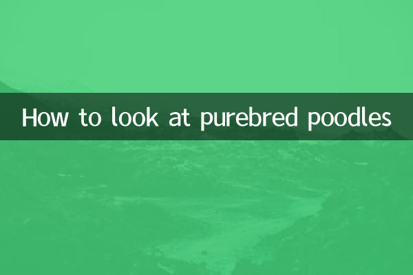 순종 푸들을 보는 방법