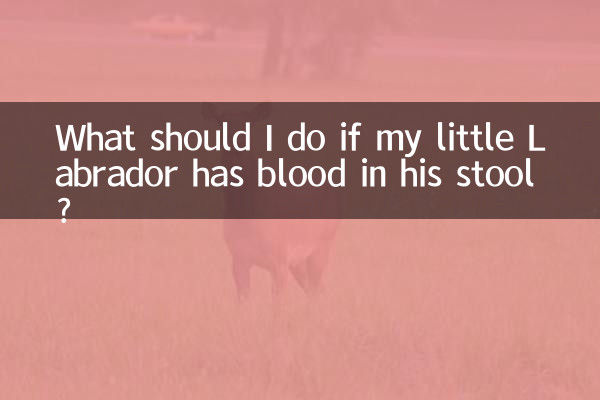 اگر لابرادور کوچولوی من در مدفوعش خون داشته باشد چه باید بکنم؟