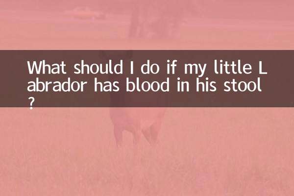 Cosa devo fare se il mio piccolo Labrador ha sangue nelle feci?
