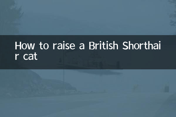 Como criar um gato British Shorthair