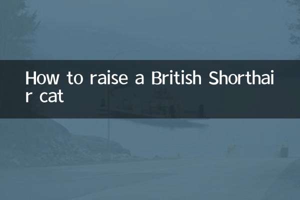 Como criar um gato British Shorthair
