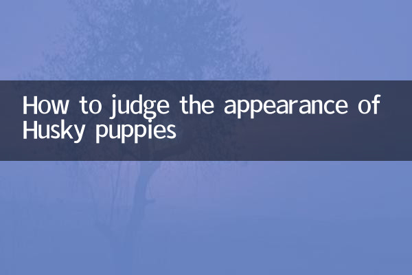 哈士奇幼犬怎么看品相