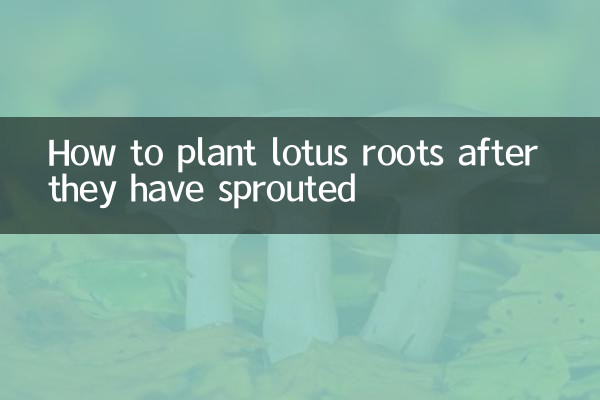 कमल की जड़ें उगने के बाद उन्हें कैसे रोपें?