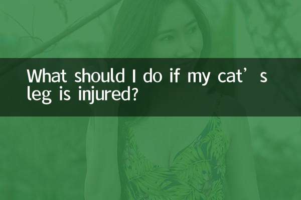 猫猫的腿受伤了怎么办