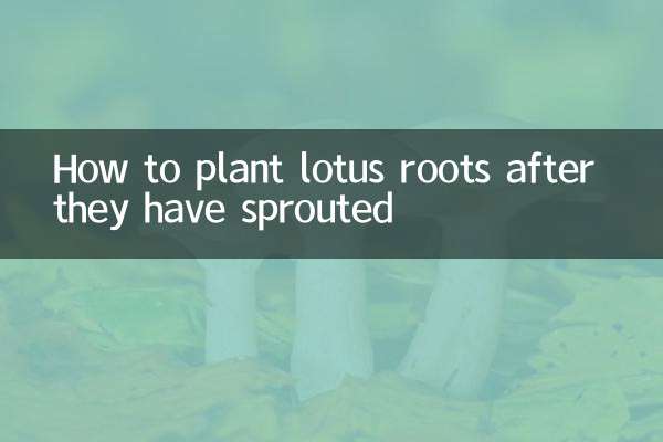 कमल की जड़ें उगने के बाद उन्हें कैसे रोपें?