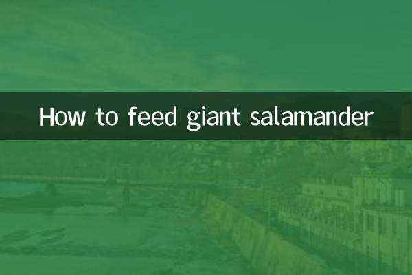 كيفية إطعام السمندل العملاق