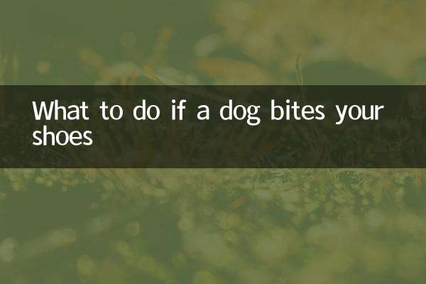 개가 신발을 물었을 경우 대처 방법