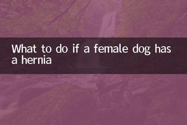 Was tun, wenn eine Hündin einen Leistenbruch hat?