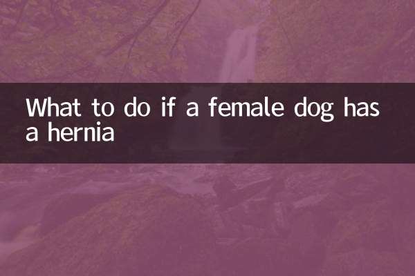 Was tun, wenn eine Hündin einen Leistenbruch hat?