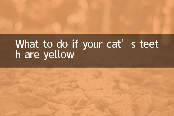 猫咪牙齿黄怎么办