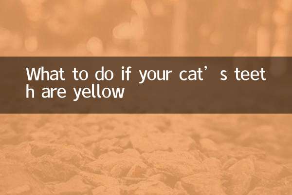 猫咪牙齿黄怎么办