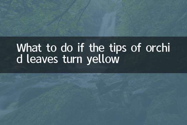 What to do if the tips of orchid leaves turn yellow