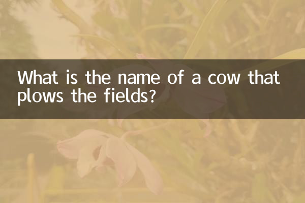 What is the name of a cow that plows the fields?